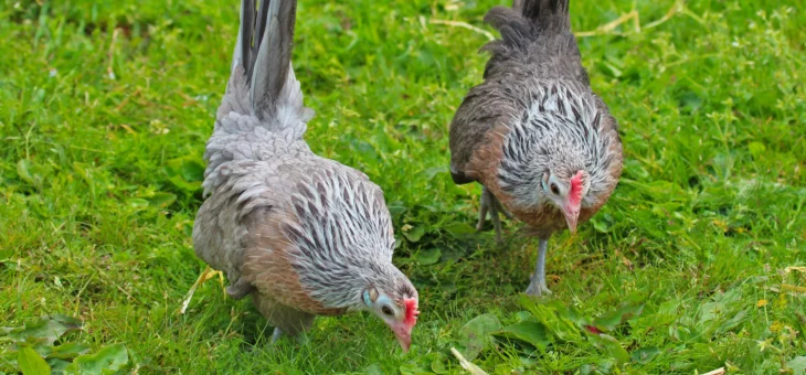 Histoire de Tantra : les deux poules d&rsquo;Osho